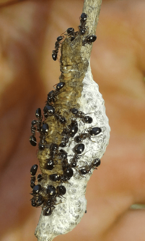 Formicidae : Dolichoderus quadripunctatus?